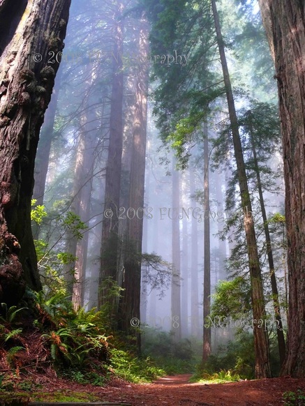 Redwoods in Fog